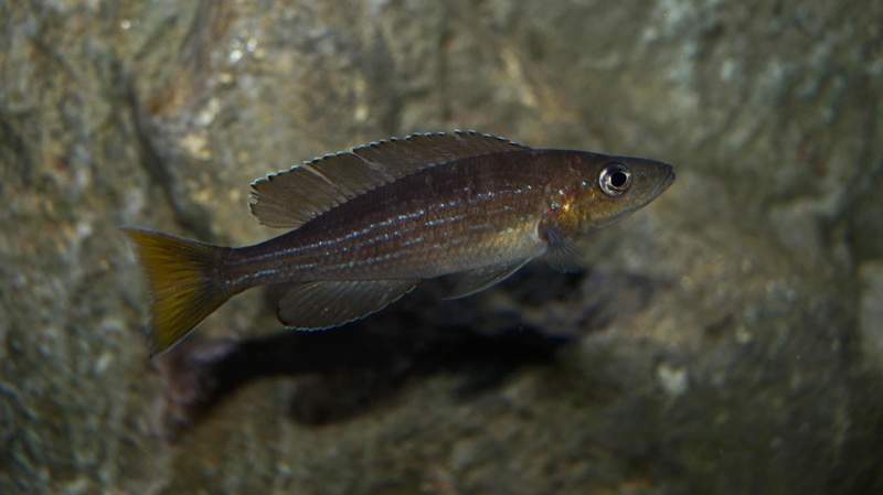 Paracyprichromis sp. 'brieni two-stripe' Izinga